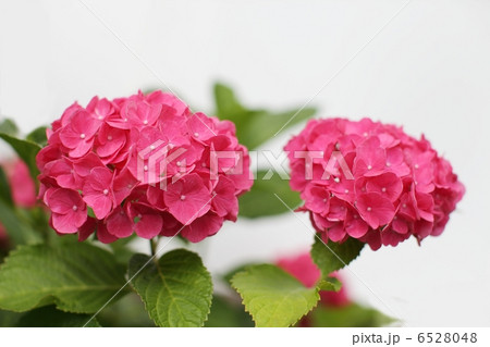 ピンクの紫陽花 6528048
