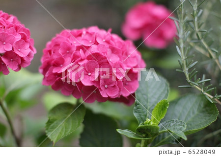 ピンクの紫陽花 ピンクの紫陽花 6528049