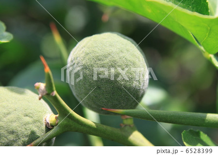 カラタチの青い実と刺 6528399