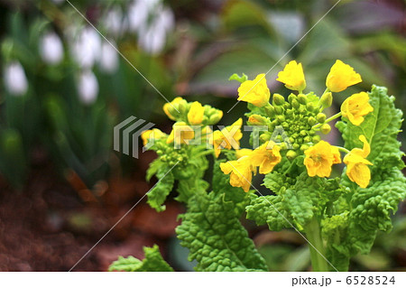 菜の花 6528524