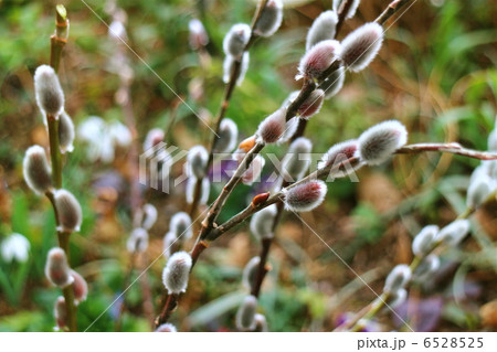 ネコヤナギ ネコヤナギ 6528525