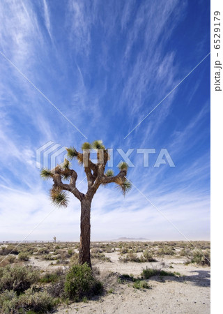 Joshua Tree Joshua Tree 6529179