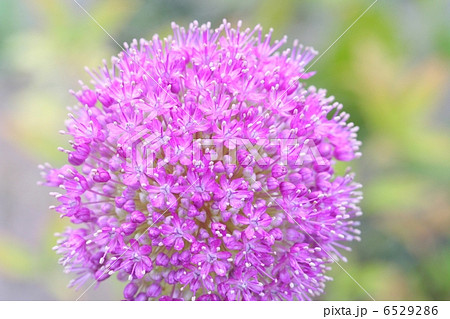 小花が球形をなして咲くアリウムの花 小花が球形をなして咲くアリウムの花 6529286