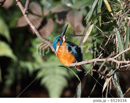 カワセミ 6529336