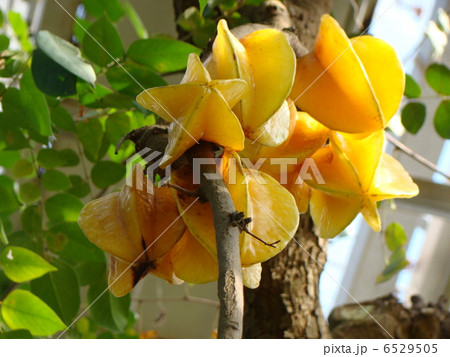 スターフルーツ スターフルーツ 6529505