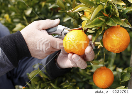 みかん収穫 6529702