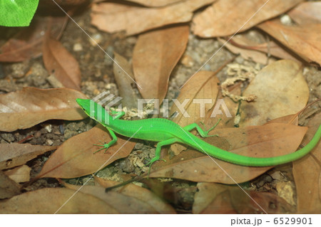 サキシマカナヘビ 6529901