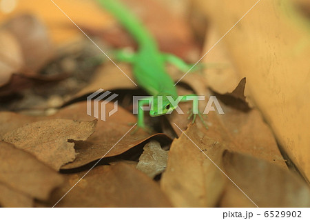 サキシマカナヘビ 6529902