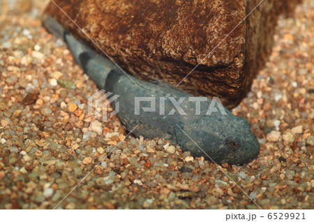 アユカケ アユカケ 6529921