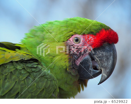 黄緑色の鳥 ヒワコンゴウインコの写真素材