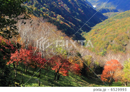 松木渓谷 松木渓谷 6529993