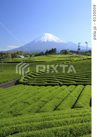 富士と茶畑 6530009