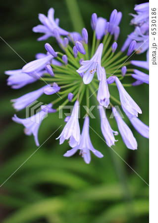 初夏に咲くアガパンサスの花 初夏に咲くアガパンサスの花 6530186