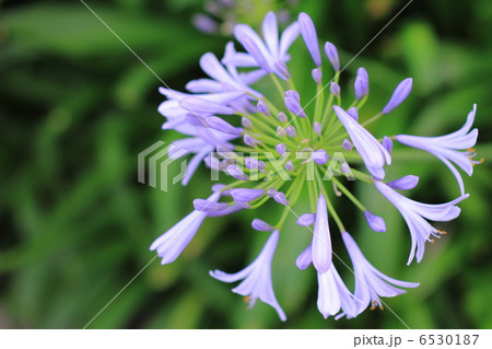 初夏に咲くアガパンサスの花 初夏に咲くアガパンサスの花 6530187
