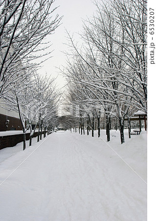 サッポロビール博物館　街路樹　雪景色 6530207