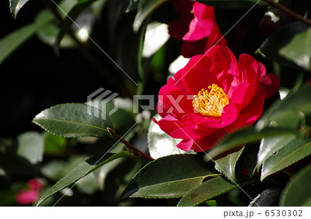 山茶花 6530302