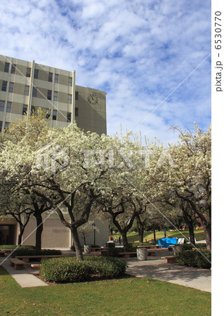 カリフォルニア州立大学ノースリッジ校の写真素材