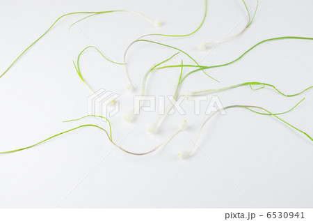 自由にノビル 6530941