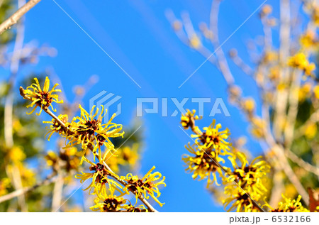 マンサクの花 6532166