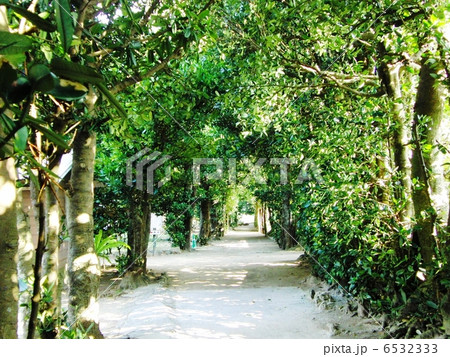 備瀬のフクギ並木 6532333