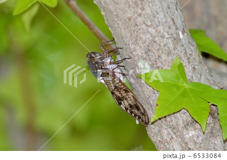 アブラゼミ アブラゼミ 6533084