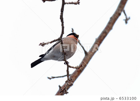 桜の新芽を食べるウソ 6533100