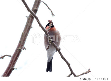 桜の新芽を食べるウソ 桜の新芽を食べるウソ 6533101