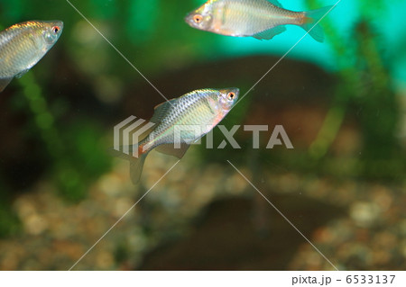 タイリクバラタナゴ 6533137