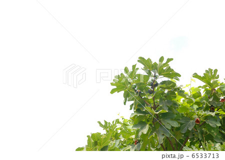 fig branches isolated 6533713