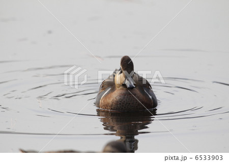 トモエガモ 6533903