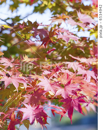 紅葉 6534942