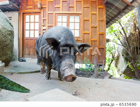 Curious vietnamese pig Curious vietnamese pig 6535690