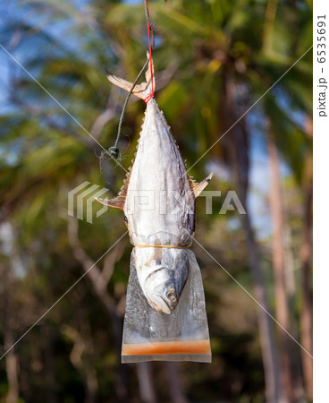 Fish drying on rope Fish drying on rope 6535691