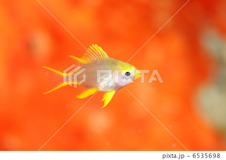 ヤマブキスズメダイyg 6535698