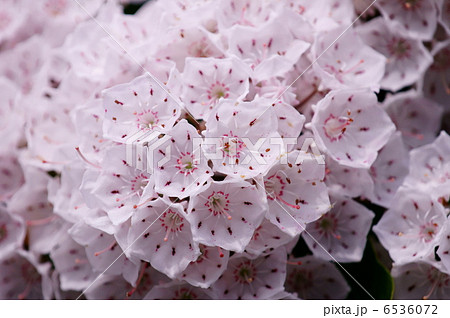カルミア 別名アメリカ石楠花とも呼ばれます。 カルミア 別名アメリカ石楠花とも呼ばれます。 6536072