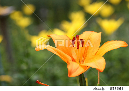 【満開のオレンジ百合畑】 6536614