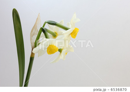 日本水仙の生け花(横 左 横向き) 日本水仙の生け花(横 左 横向き) 6536870