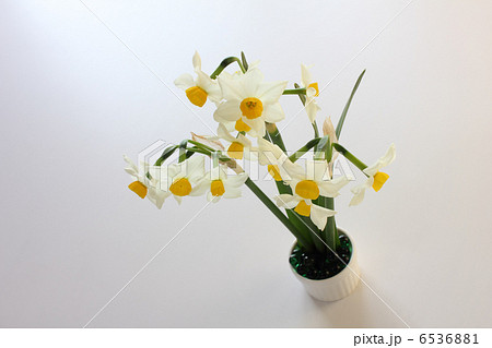 日本水仙の生け花（横　中央） 6536881