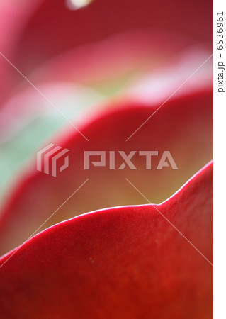 デザートローズ 6536961