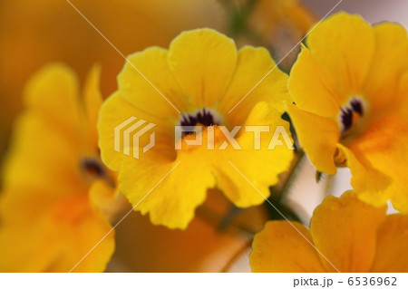 ネメシア黄花 6536962