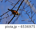 山雀　ヤマガラ 6536975