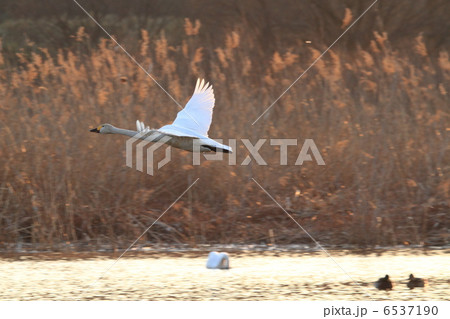 菅生沼の白鳥たち 菅生沼の白鳥たち 6537190