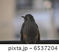 ヒヨドリ 6537204
