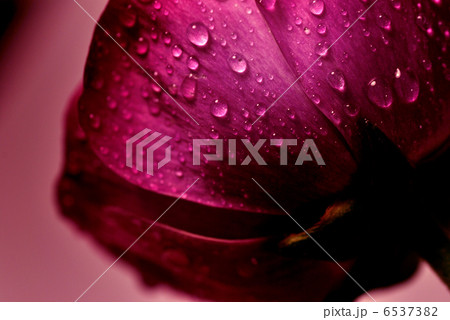 花の滴 6537382
