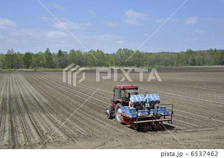 春のビート畑 6537462