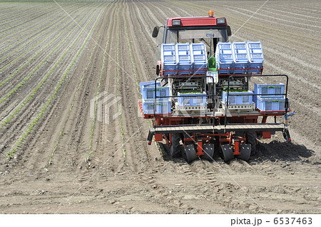 春のビート畑 春のビート畑 6537463