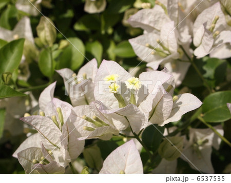 ブーゲンビリア 白色 ブーゲンビリア 白色 6537535