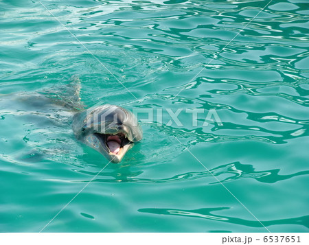 イルカ イルカ 6537651