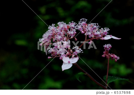 クサアジサイ 6537698