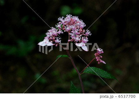 クサアジサイ クサアジサイ 6537700